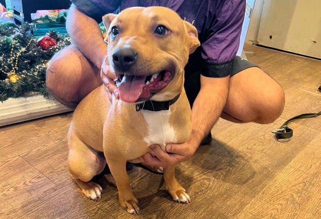 La adorable perrita ya tiene nuevo hogar