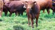 Santa Fe construye su propio sello verde para el sector agropecuario