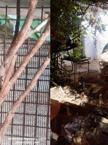 Secuestraron 80 aves autóctonas y desarticularon un criadero ilegal en Villa Elisa