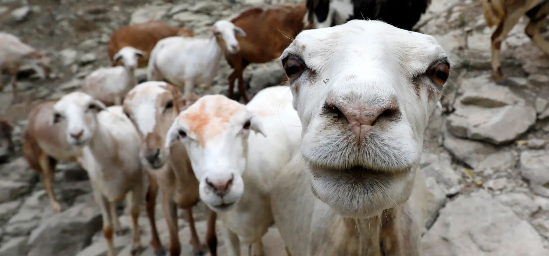 Saná, Yemen. Los pastores llevan un rebaño de ovejas y cabras a los pastos en un pueblo de montaña en las afueras de la capital. Al menos ocho millones de estos animales serán tratados y vacunados este año y el próximo para reducir las pérdidas de ganado. Fotografía: Yahya Arhab/EPA Saná, Yemen. Los pastores llevan un rebaño de ovejas y cabras a los pastos en un pueblo de montaña en las afueras de la capital. Al menos ocho millones de estos animales serán tratados y vacunados este año y el próximo para reducir las pérdidas de ganado. Fotografía: Yahya Arhab/EPA