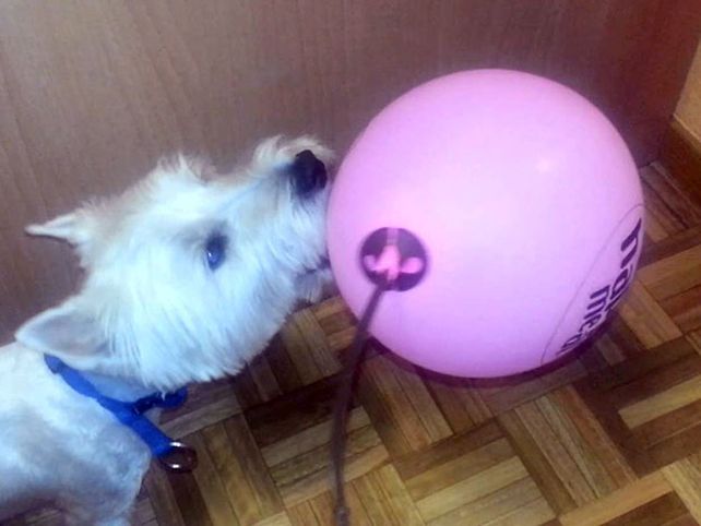 El secreto para mantener a tu mascota entretenida todo el día