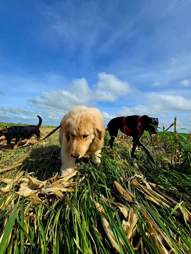 Guarderías para perros: un negocio que crece al ritmo de una nueva forma de vincularse con las mascotas