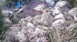 Macabro. Fue el hallazgo de vecinos del norte de la ciudad: 15 bolsas con restos de animales muertos. 