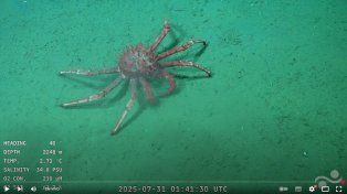 Una transmisión submarina en vivo desde Mar del Plata es un éxito en YouTube