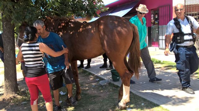 Un caballo resultó herido en un accidente de tránsito