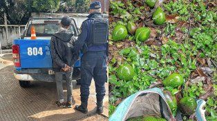 Detuvieron a un hombre por robar paltas y escapar por los techos.