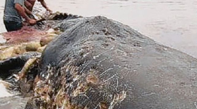 BAllena 1