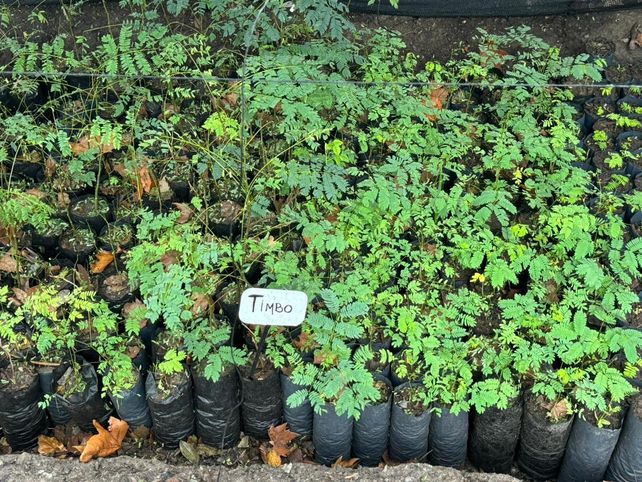 Un proyecto de forestación en General López distribuyó miles de árboles