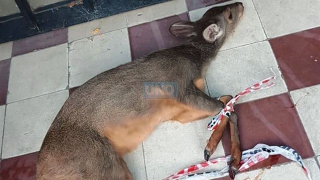 Paraná: encontraron un viracho suelto y herido en el centro