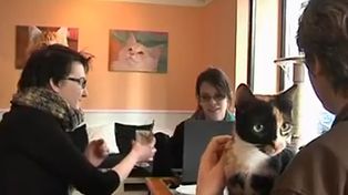 Son cada vez más las cafeterías que permiten a los parroquianos llevar a su gato