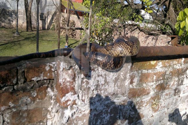 Un corondino halló una curiyú en el tapial de su casa