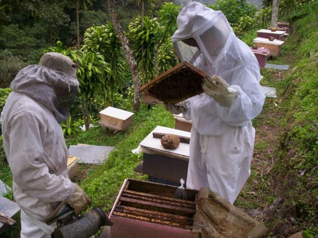 Conforman una asociación de apicultores del Nodo Rosario