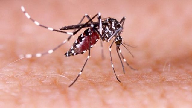 Córdoba en alto riesgo de brote de dengue, zika y chikungunya