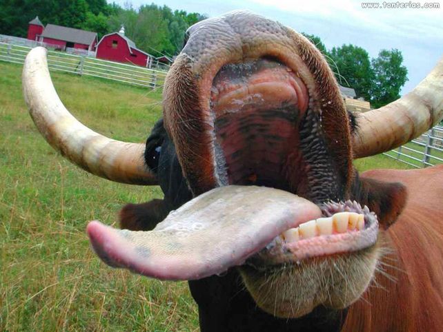 Le hizo cosquillas a una vaca y mirá lo que pasó