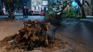 Defensa Civil reportó 17 denuncias entre ejemplares de árboles caídos y ramas voladas, entre otros inconvenientes.