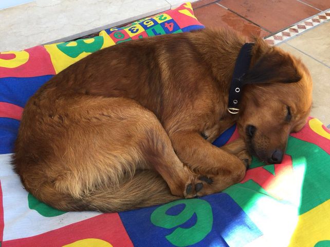 Macetita, otro perro callejero que encontró una familia