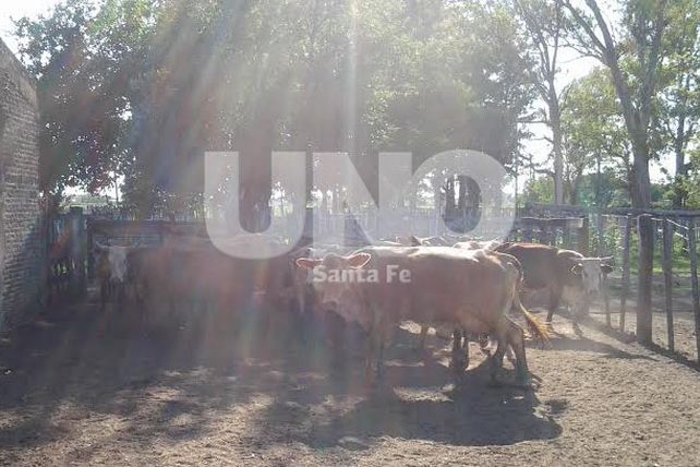 Secuestraron otros 38 vacunos robados en Villa Ocampo, General Obligado