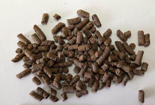 Evalúan un biofertilizante que aumenta el rendimiento del trigo