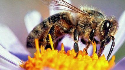 La abeja es el agente polinizador por excelencia.
