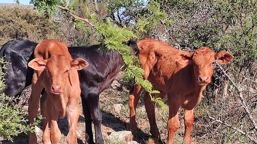 Ganadería: buscan armar la Scaloneta de la carne vacuna