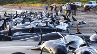 Mueren m&aacute;s de cien ballenas varadas en una playa de Australia