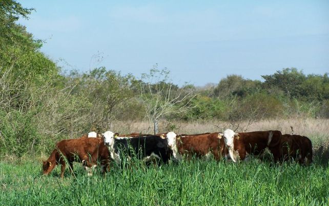 Productores ganaderos niegan enfáticamente que promuevan la quema de pastizales.