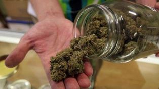 Chile autorizó la fábrica y venta de remedios que contengan cannabis