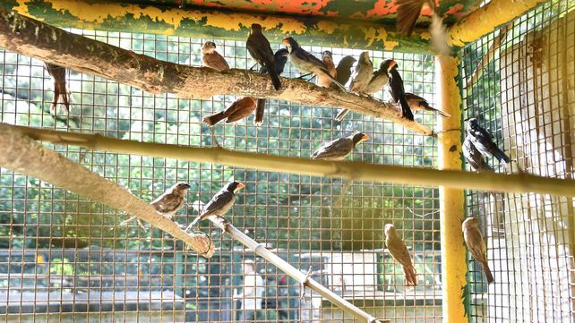 Tráfico de fauna: rescataron más de 500 animales silvestres en un operativo en ruta 34