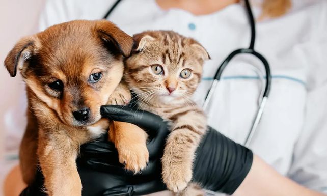 Día de las Médicas y Médicos Veterinarios