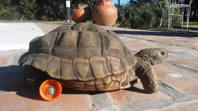 El trafico ilegal de especies silvestres significa el destierro de más de 135 especies en Argentina. Aves