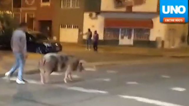 El animal en la esquina de Salta y Victoria.&nbsp;