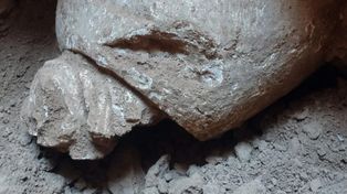 El gliptodonte de Las Petacas fue hallado por obreros que excavaban para construir un pozo ciego, en un barrio de viviendas que lleva adelante la comuna.