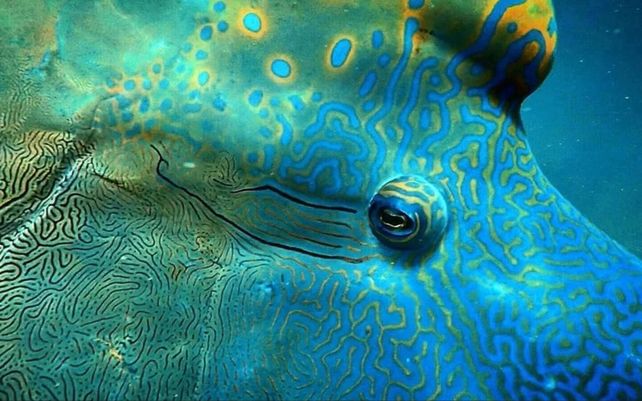 Las maravillosas imágenes que celebran la diversidad de la flora y fauna del planeta
