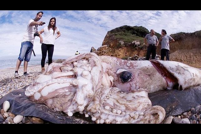 ¿Apareció “El Kraken” sobre una playa española?