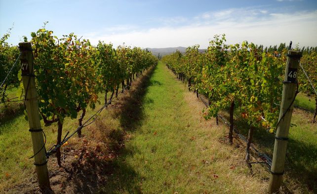 Saldungaray se caracteriza por la producción de vino