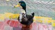 Denunciaron a un pato por agresivo en Mendoza y se generó una insólita polémica