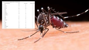 De los 2.072 nuevos casos de dengue, 739 tuvieron inicio de síntomas en la última semana, según reportó el informe de Epidemiología de Entre Ríos.