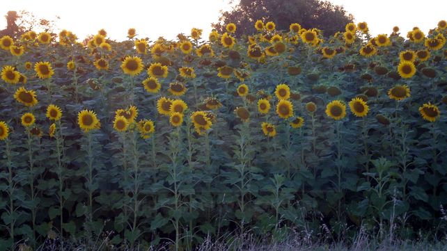 La molienda de girasol superó las 500.000 toneladas y marcó un récord para el agro argentino.