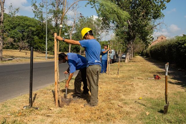 Colocarán 15 árboles por cada uno de los que se cayeron en la tormenta.