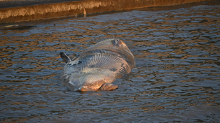 Es la segunda ballena muerta encontrada en el Río de la Plata en menos de una semana.