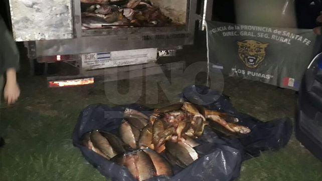 Secuestraron más de media tonelada de pescados depredados
