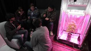 Uruguay inicia su experiencia de venta legal de marihuana