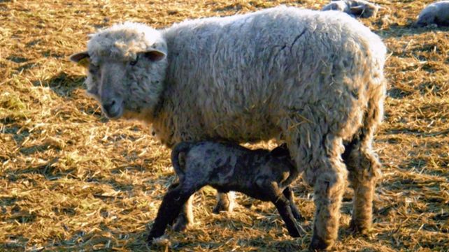En la investigación se comprueba que la exposición a una baja dosis de un formulado en base a glifosato disminuye la aptitud reproductiva y la fertilidad de la hembra