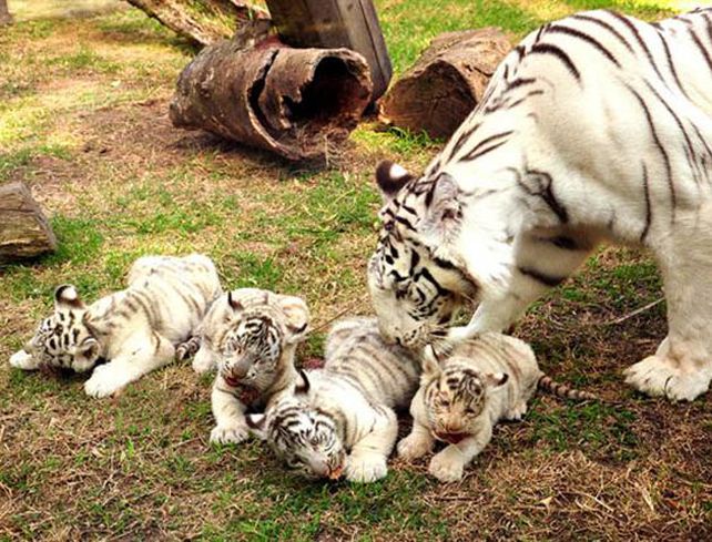 Una joven tigresa dio a luz en el Zoo porteño. (Gentileza Zoo de Buenos Aires)