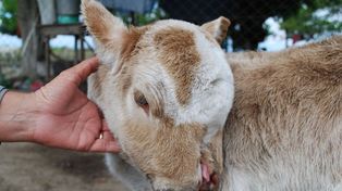 Llamativo nacimiento de un ternero con dos hocicos, dos dentaduras y dos lenguas