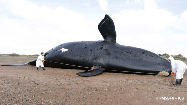 Alerta: ya son 30 los cadáveres de ballenas muertas halladas en Península Valdés