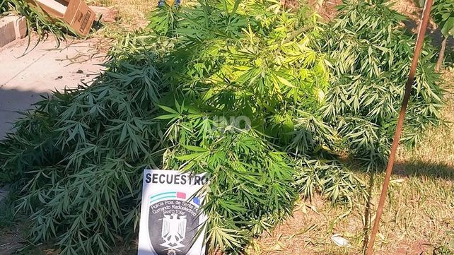 La planta secuestrada en la vivienda de Santo Tomé&nbsp;