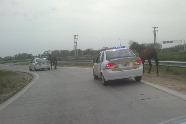 Seguridad Vial intervino en casos de animales sueltos en Circunvalación Oeste