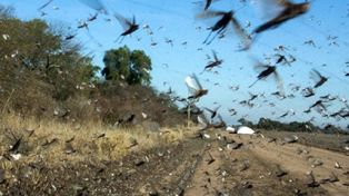 Plaga: manga de langostas ingresó a Entre Ríos