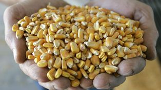 La exportación de los complejos de soja y maíz tuvieron su segundo mejor mayo de la historia